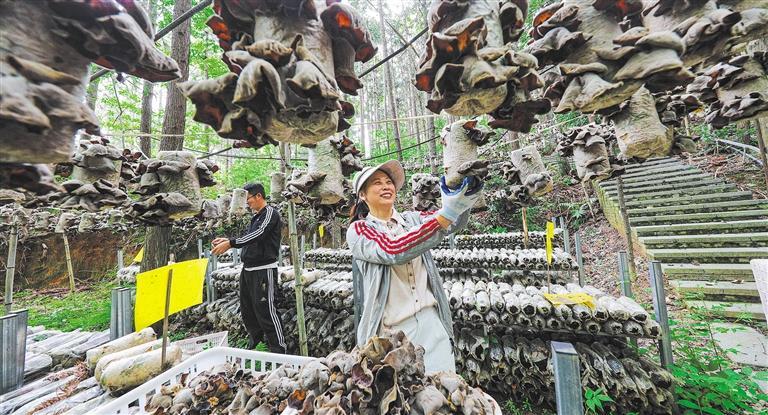 发展产业调研】林下生金不朽情缘模拟器【高质量